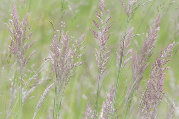 USA, Washington, Seabeck Grasses in motion